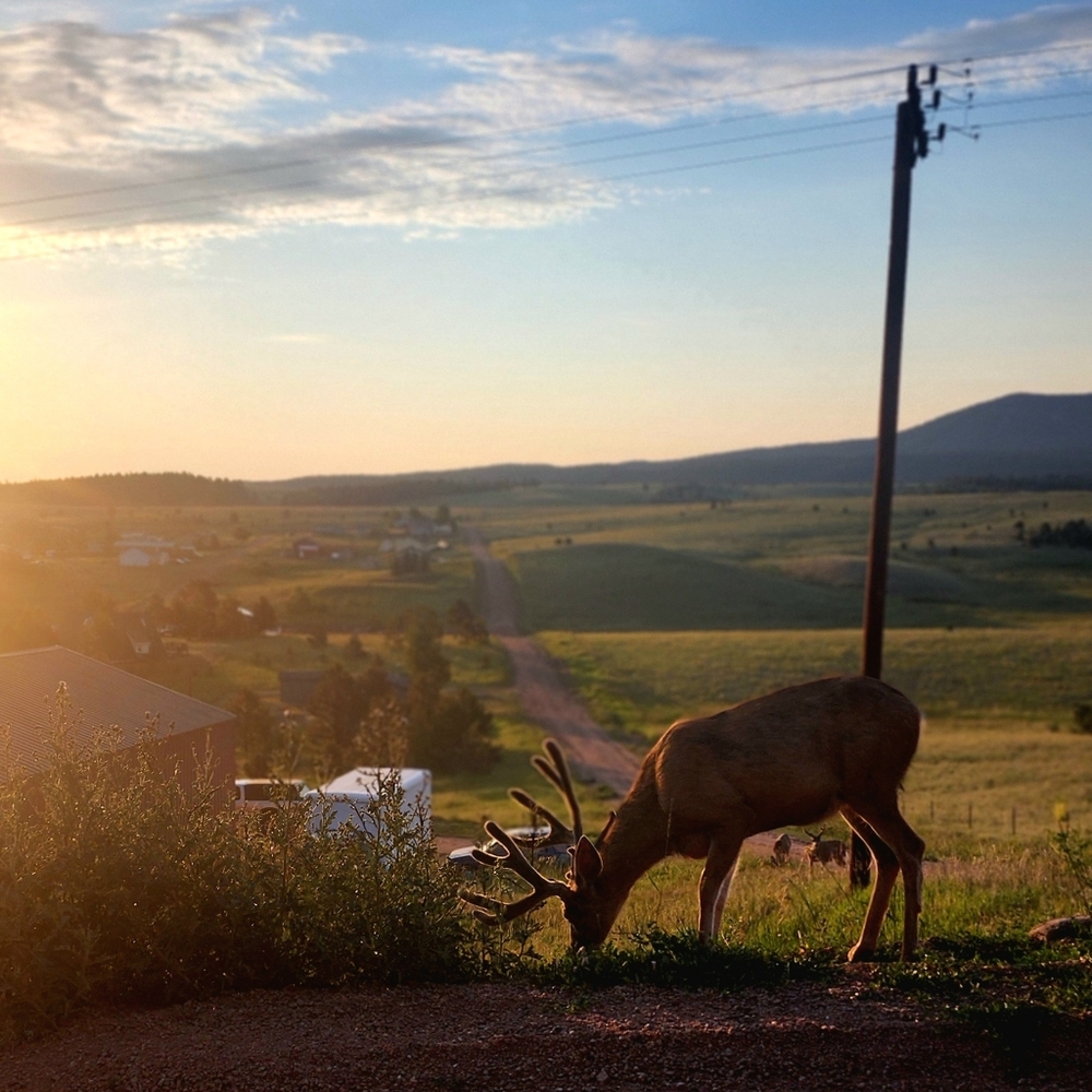 Meet your Posher, Elliot